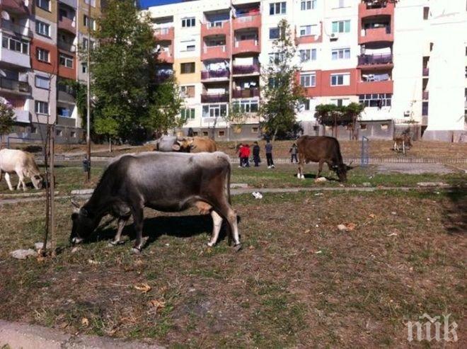 Организации продължават да протестират срещу промените в Закона за защита на животните
