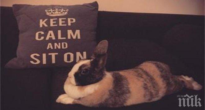 Вижте зайчето на Поли Генова (снимка)