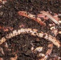 Ужас! Извадиха 12 см тропически червей от окото на момиче