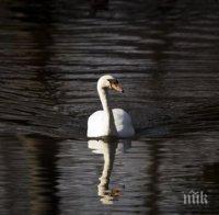 Сигнал за умрял лебед постъпи в РИОСВ-Стара Загора