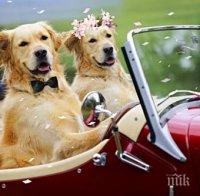 Бум на кучешките сватби по Свети Валентин 