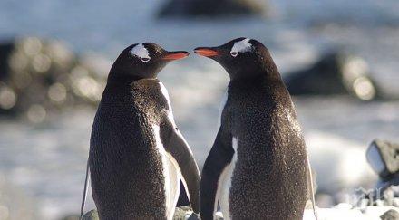 невероятно присадиха клюн пингвин