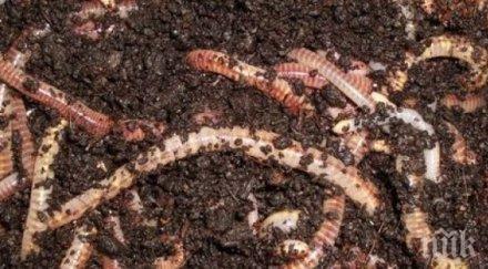 ужас извадиха тропически червей окото момиче