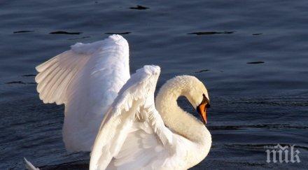 екопатрули следят мъртви птици дунав