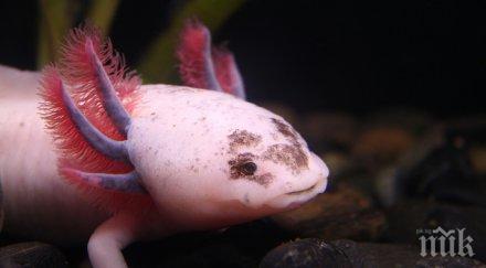 политици пируват деликатес изчезващ саламандър