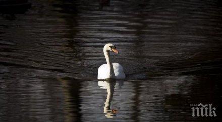 сигнал умрял лебед постъпи риосв стара загора