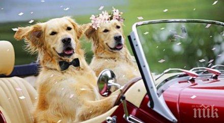 бум кучешките сватби свети валентин
