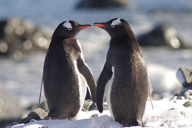Невероятно! Присадиха клюн на пингвин