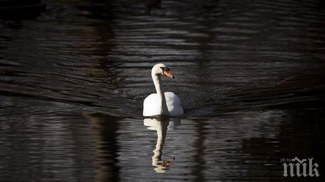 Сигнал за умрял лебед постъпи в РИОСВ-Стара Загора