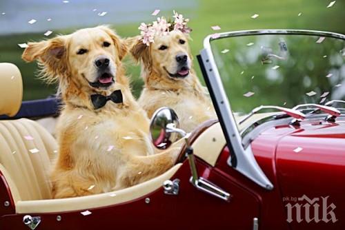 Бум на кучешките сватби по Свети Валентин 