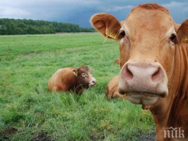 Муцуната на кравите издава настроението им