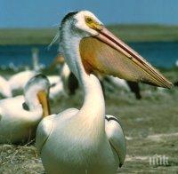 Резултатите  за птичи грип на умрелия пеликан са отрицателни
