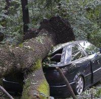 ПЪРВО в ПИК! Стихията взе жертва! Жена загина в колата си, затисната от паднало дърво в Ценово! 