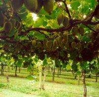 Климатичните промени ще ни принудят да отглеждаме сливи, киви и смокини