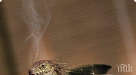 учени откриха непознат вид динозавър вдъхновил легендите драконите