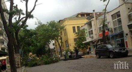 ураган софия десетки сигнали паднали дървета западна българия отвята