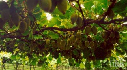 климатичните промени принудят отглеждаме сливи киви смокини