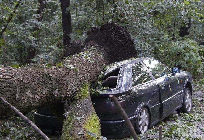 ПЪРВО в ПИК! Стихията взе жертва! Жена загина в колата си, затисната от паднало дърво в Ценово! 