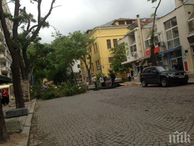Ураган в София - десетки сигнали за паднали дървета, Западна България отвята