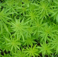 Мексиканци изстрелват дрога в САЩ с оръдия