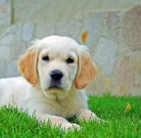 Глобиха собственик на куче с 100 лева