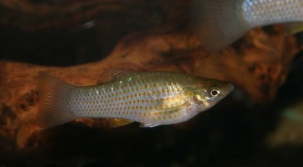 мъжки тропически рибки преструват гейове свалят женските