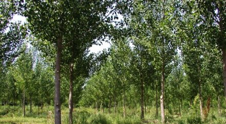 посред зима засаждат 000 тополи марица