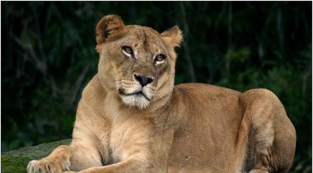 рекорд лъвица роди осем лъвчета контрацептиви