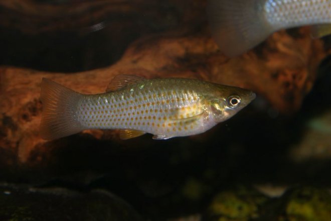 Мъжки тропически рибки се преструват на гейове, за да свалят женските