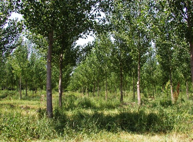 Посред зима: Засаждат 12 000 тополи край Марица