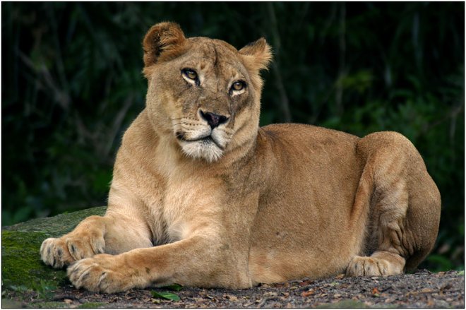 Рекорд! Лъвица роди осем лъвчета на контрацептиви!