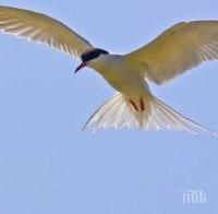 Избиха 2121 птици в Константиново заради птичи грип