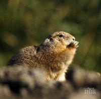 Мармот предрече дълга зима в САЩ