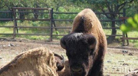 зоопаркът ловеч вече нов управител