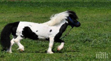 съдят британец изнасилил пони нас мераклия искал секс кобила отхапала ухото