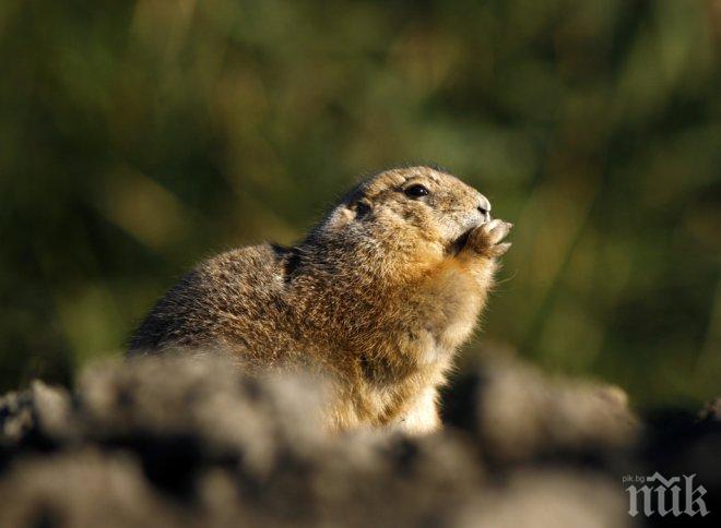 Мармот предрече дълга зима в САЩ