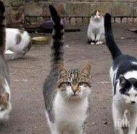 6000 котки са кастрирани за 4 години в София