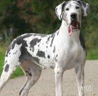 Кучетата от приюта в Пловдив на разходка с доброволци