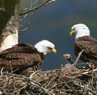 Белоглави орли свиха гнездо в Ню Йорк 