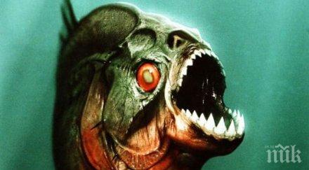 пирани убиха годишно дете