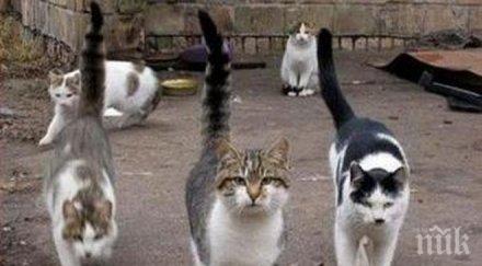 6000 котки кастрирани години софия