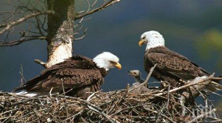 белоглави орли свиха гнездо йорк