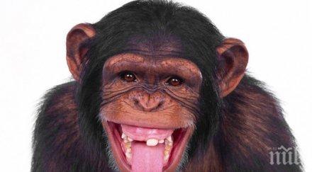 индия наемат маймуни охранители сватби