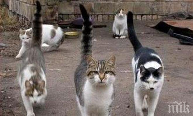 6000 котки са кастрирани за 4 години в София