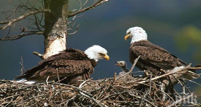 Белоглави орли свиха гнездо в Ню Йорк 