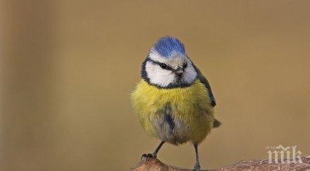 засякоха незаконна продажба защитени птици пазар пловдив