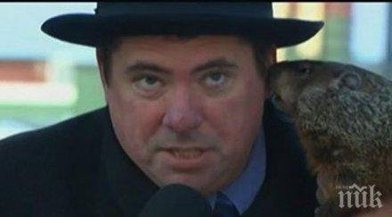 mармот захапа кмет ухото снимкавидео