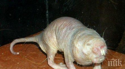 учени открили едни грозните животни боледуват рак