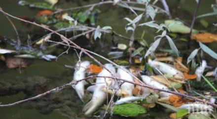 мъртва пъстърва плува язовир доспат