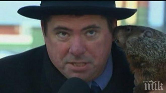 Mармот захапа кмет за ухото (снимка+видео)